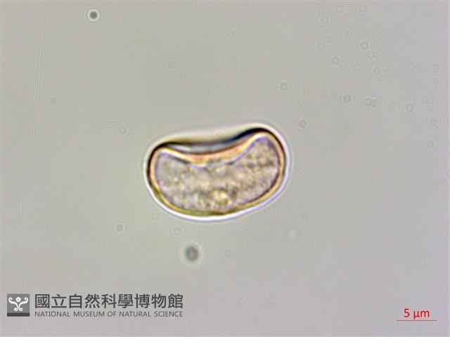 臺灣秋海棠藏品圖，第3張