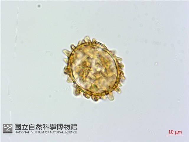 假蹄蓋蕨藏品圖，第3張