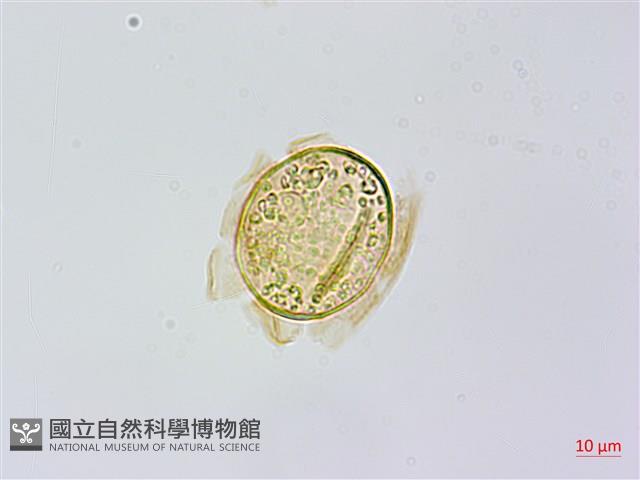 烏毛蕨藏品圖，第3張