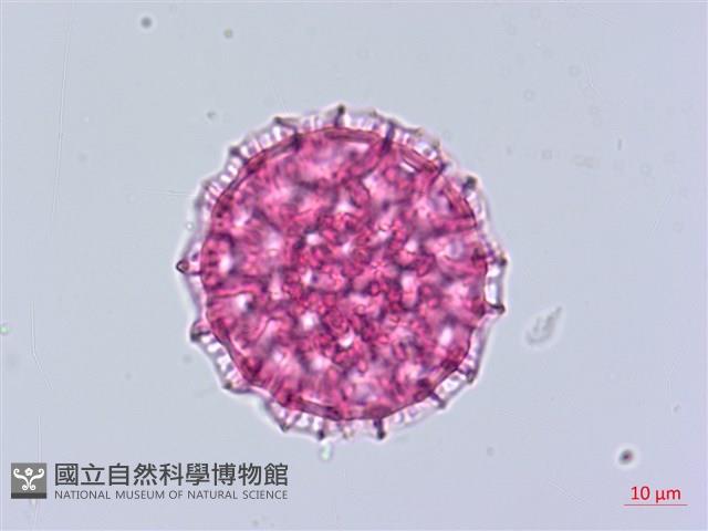 臺灣蒺藜藏品圖，第3張