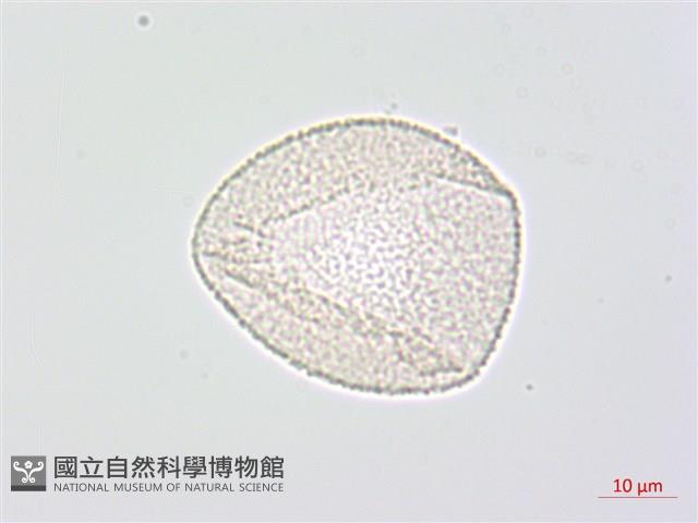 七葉一枝花藏品圖，第3張