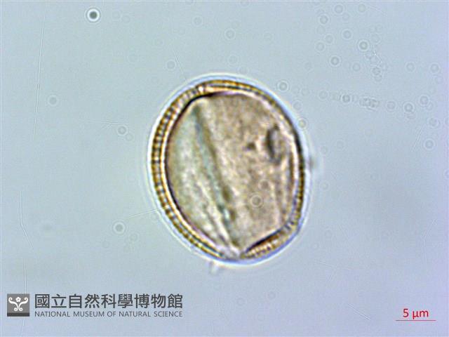 Accession Number:S057921 Collection Image, Figure 4, Total 6 Figures