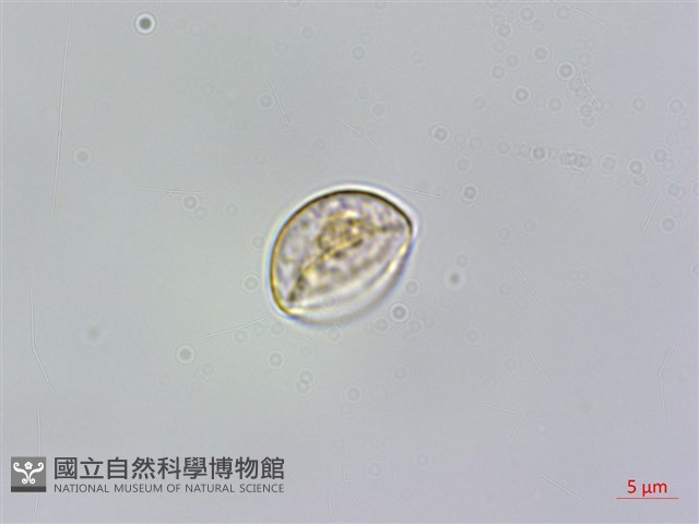 青苧麻藏品圖，第3張