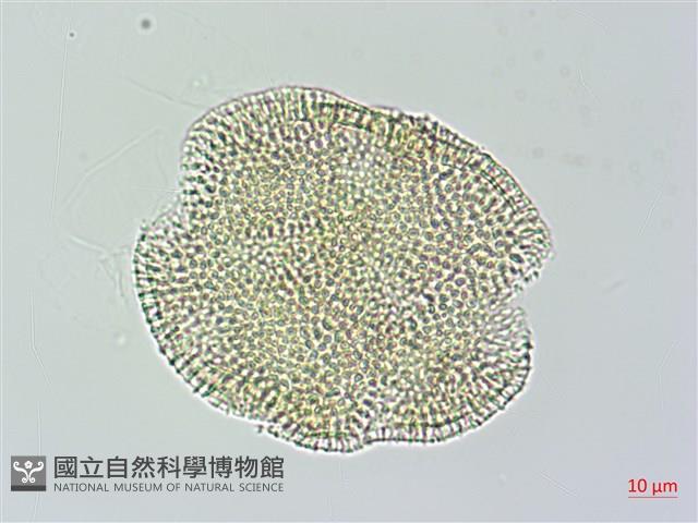 娥房藤藏品圖，第4張