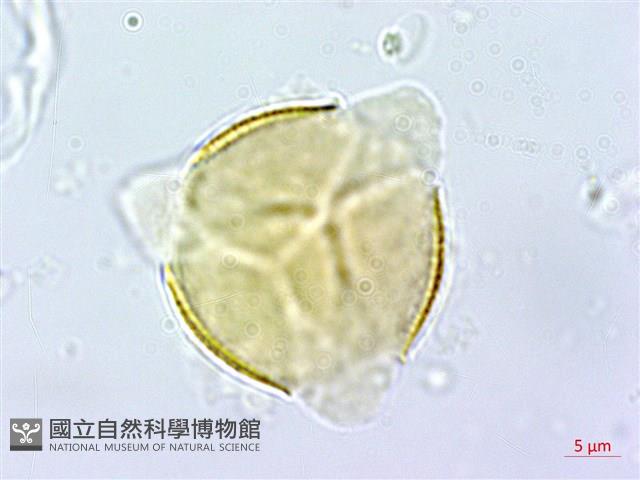 能高金絲桃藏品圖，第3張