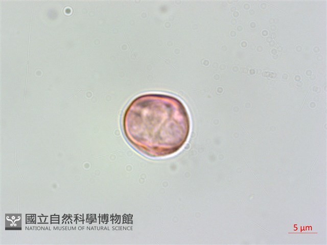 蘭嶼樹蘭藏品圖，第4張