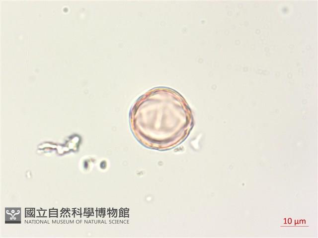 燈籠草藏品圖，第4張