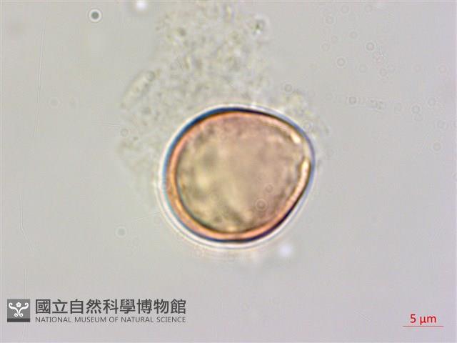 大黃鱔藤藏品圖，第3張