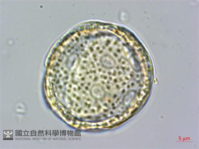 雞冠花藏品圖，第4張