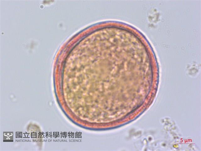 樟葉槭, 飛蛾子樹藏品圖，第3張