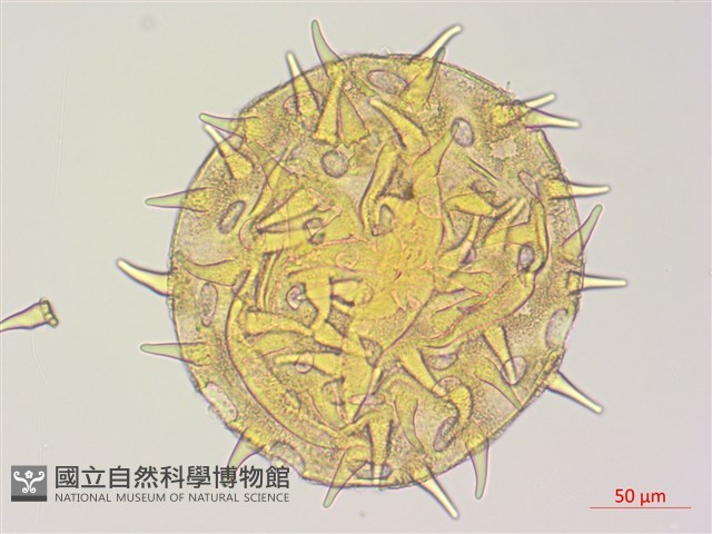 黃蜀葵, 蘭嶼香葵藏品圖，第3張