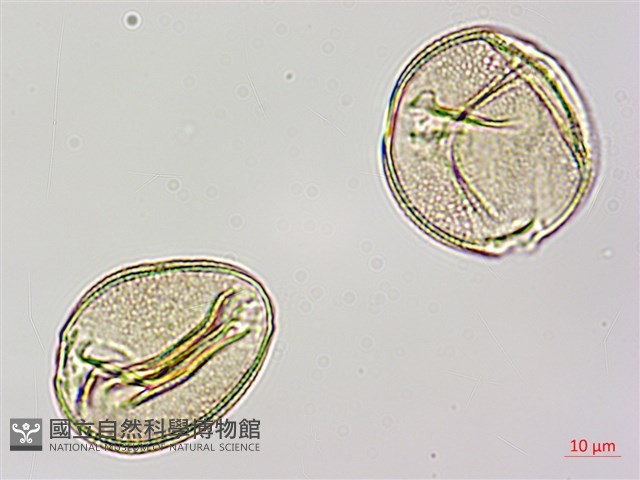 馬交兒藏品圖，第4張