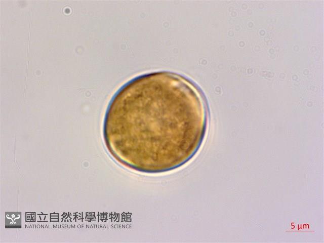 多花勾兒茶, 多花黃鱔藤藏品圖，第3張