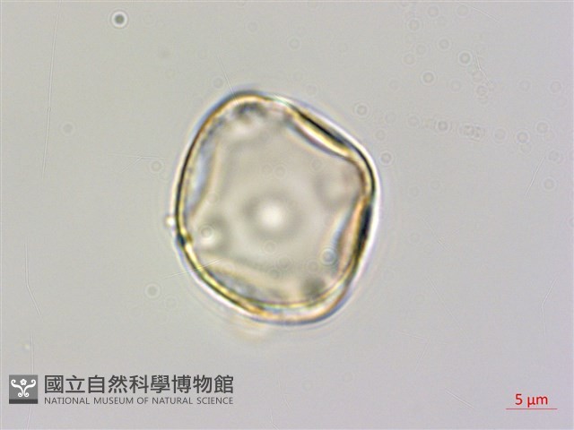 烏蘇里鼠李藏品圖，第3張