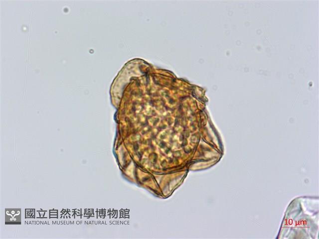 小葉複葉耳蕨藏品圖，第4張