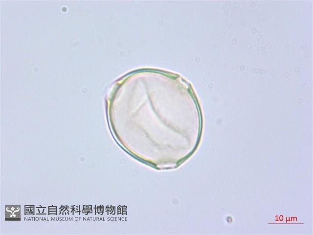 水晶蘭藏品圖，第3張