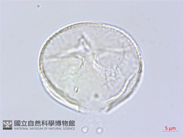 大葉野百合藏品圖，第3張