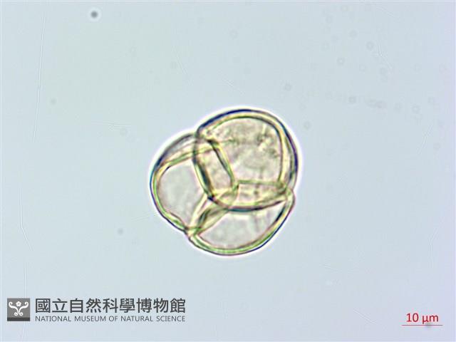 腎葉鹿蹄草藏品圖，第3張
