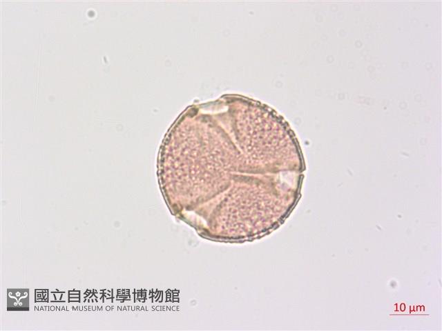 山香圓藏品圖，第3張