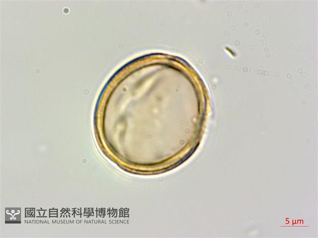 蘭嶼厚殼樹藏品圖，第4張