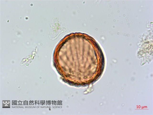 柳葉水蓑衣藏品圖，第4張