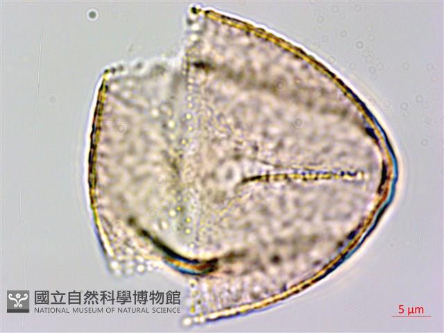 臺灣黃菫藏品圖，第3張
