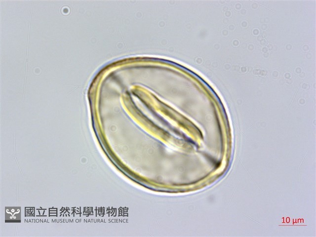 澎湖大豆藏品圖，第3張