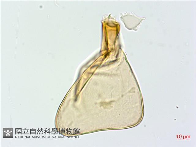 雙扇蕨藏品圖，第4張