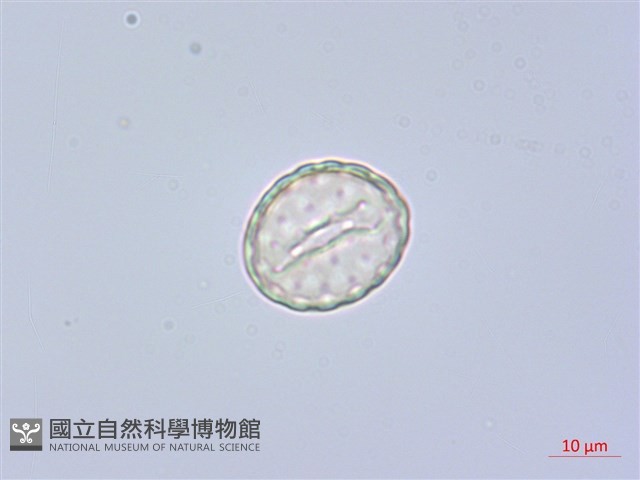 反枝莧藏品圖，第3張
