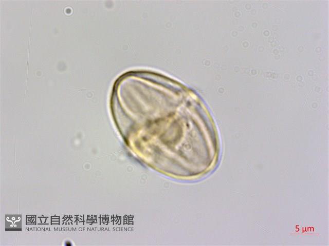 裂葉秋海棠、巒大秋海棠藏品圖，第3張