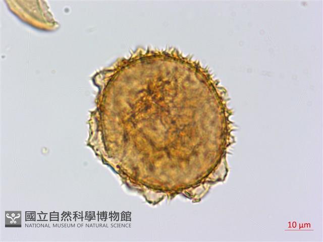 雲南三叉蕨藏品圖，第3張