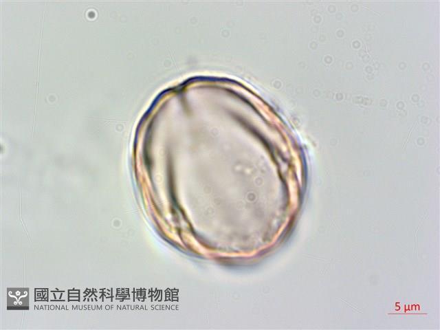 伏毛天芹菜藏品圖，第4張