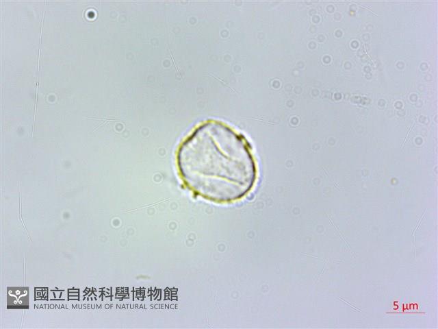 絨莖樓梯草藏品圖，第3張