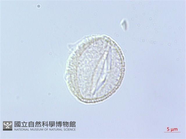 毛地黃藏品圖，第3張