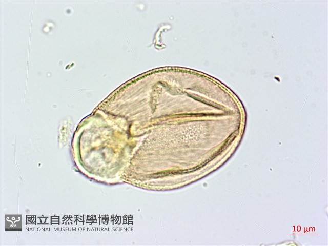 金花茶藏品圖，第3張