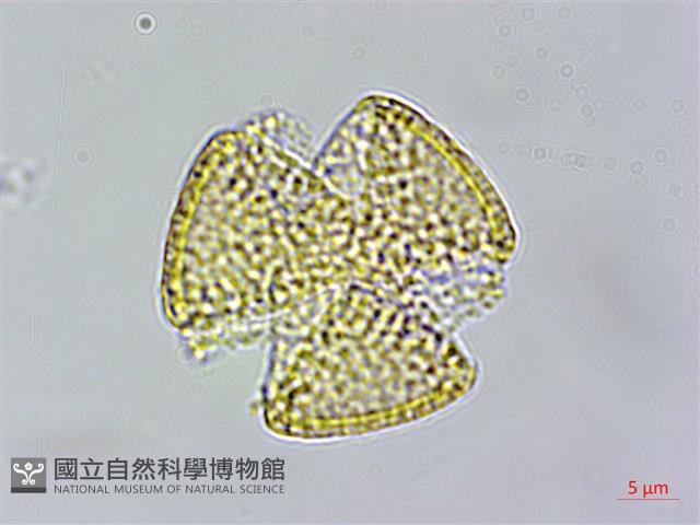 青牛膽藏品圖，第4張