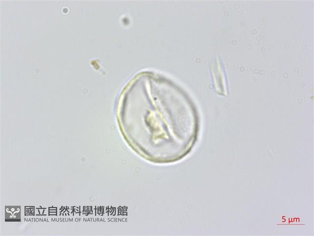 水麻藏品圖，第4張