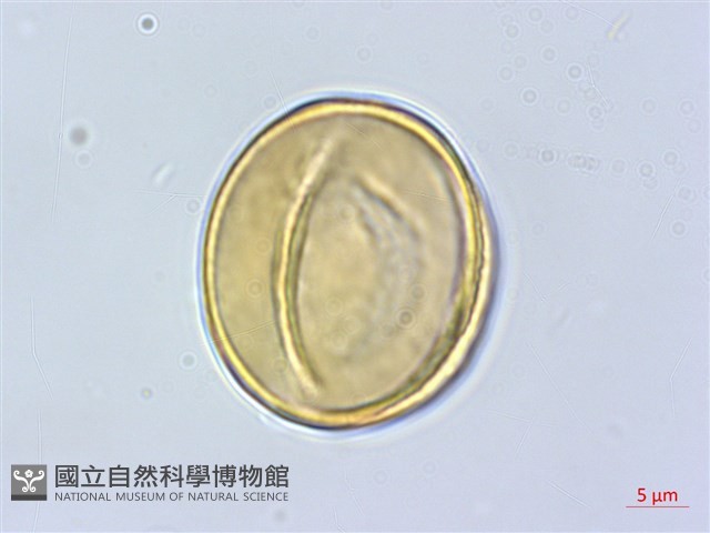象牙柿藏品圖，第4張