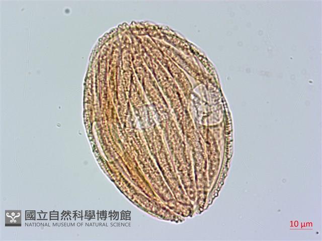 馬藍藏品圖，第3張