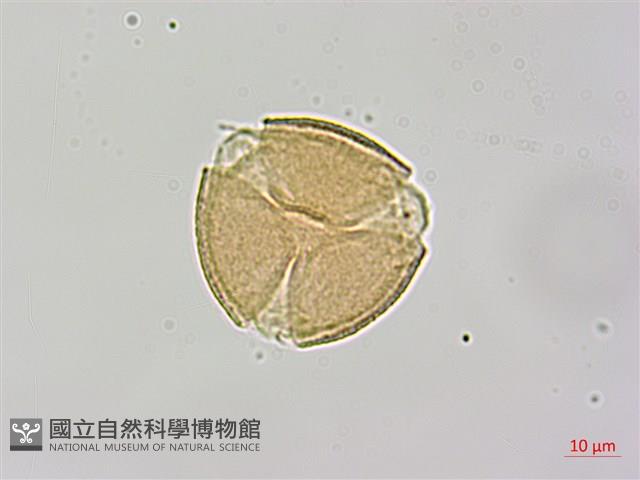 紅皮、葉下白、赤仔尾藏品圖，第4張