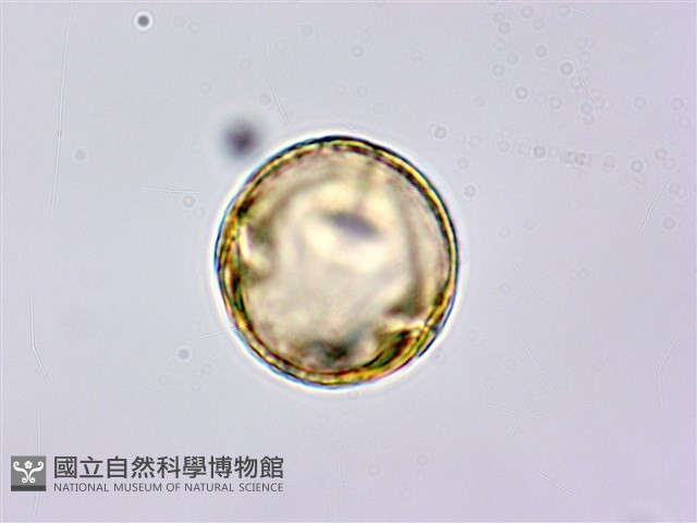 蘭嶼月橘藏品圖，第3張
