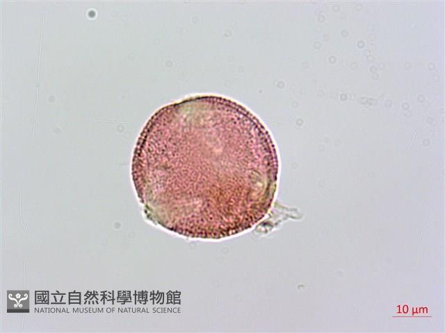 蔓虎刺藏品圖，第3張