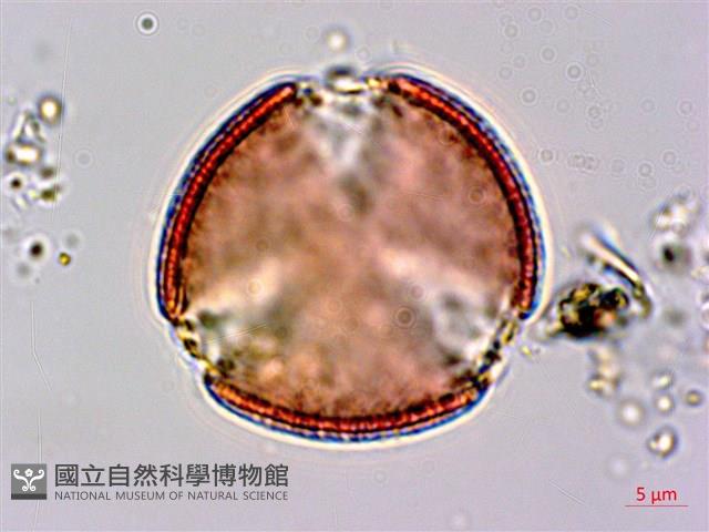 腺果藤、刺藤藏品圖，第4張