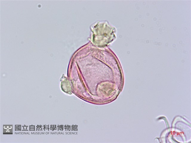 大本炮仔草、假酸漿、冰粉藏品圖，第3張