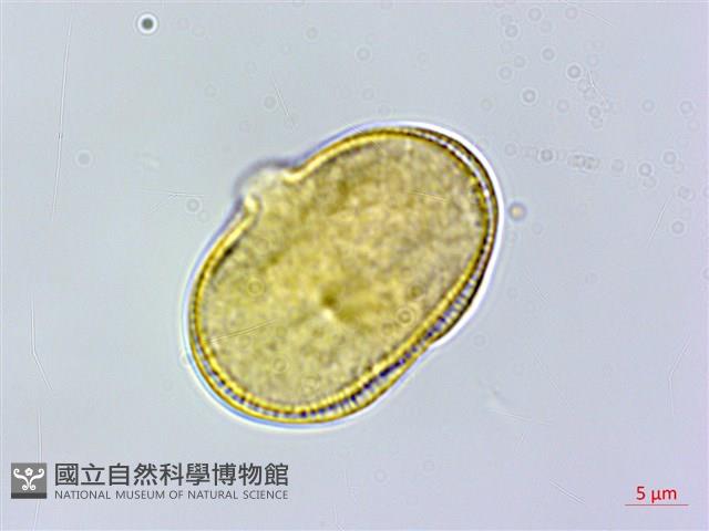 胡蘿蔔、紅菜頭藏品圖，第3張