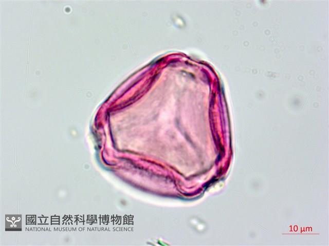 長果月橘藏品圖，第4張