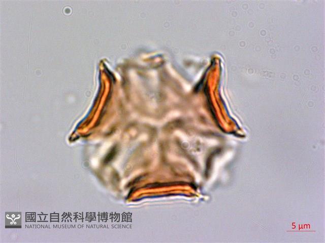 倒吊蓮、匙葉燈籠草藏品圖，第4張