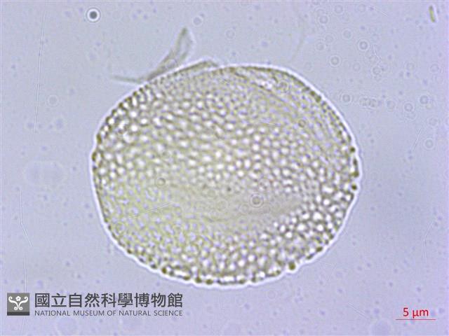 光果南蛇藤藏品圖，第4張