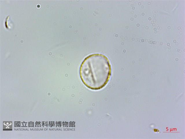 登錄號:S074615藏品圖，第3張