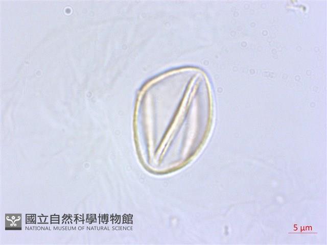黃花列當藏品圖，第3張